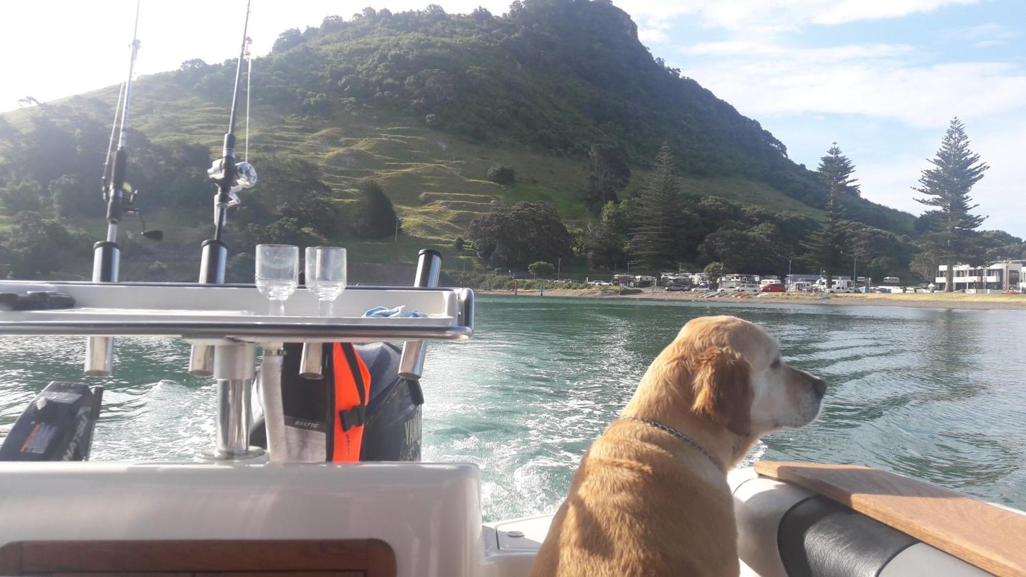 Apartament Charm On Commons, Mauao Mount Maunganui Zewnętrze zdjęcie